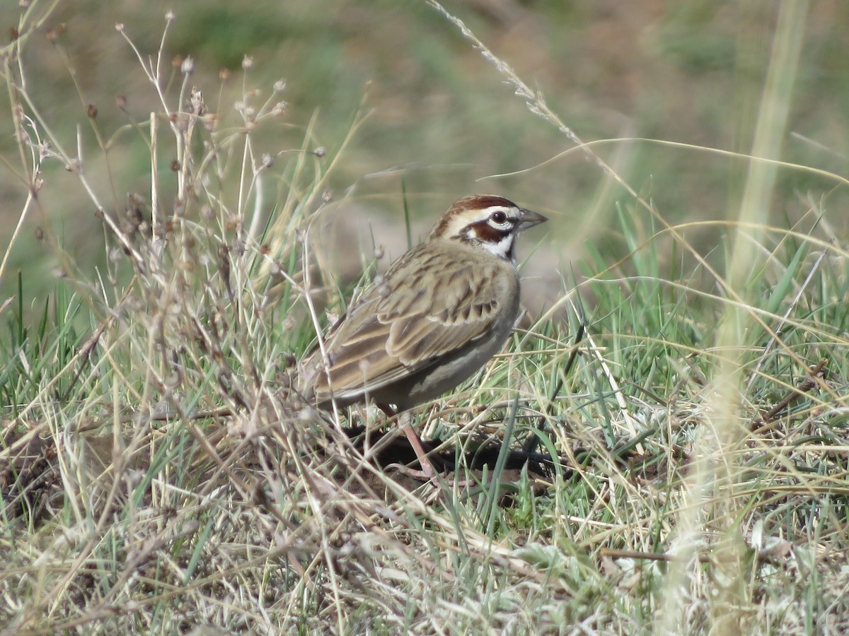 Lark Sparrow - ML232124621