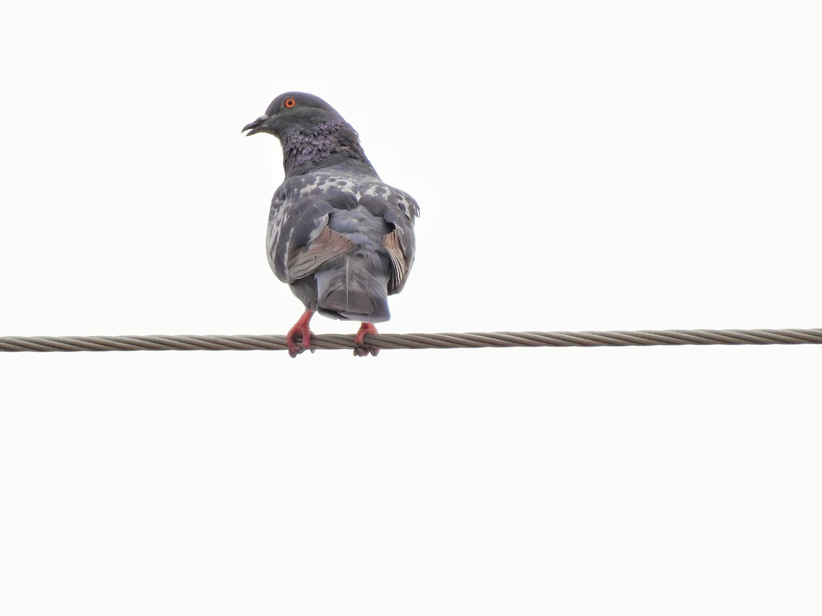 Rock Pigeon (Feral Pigeon) - ML232125431