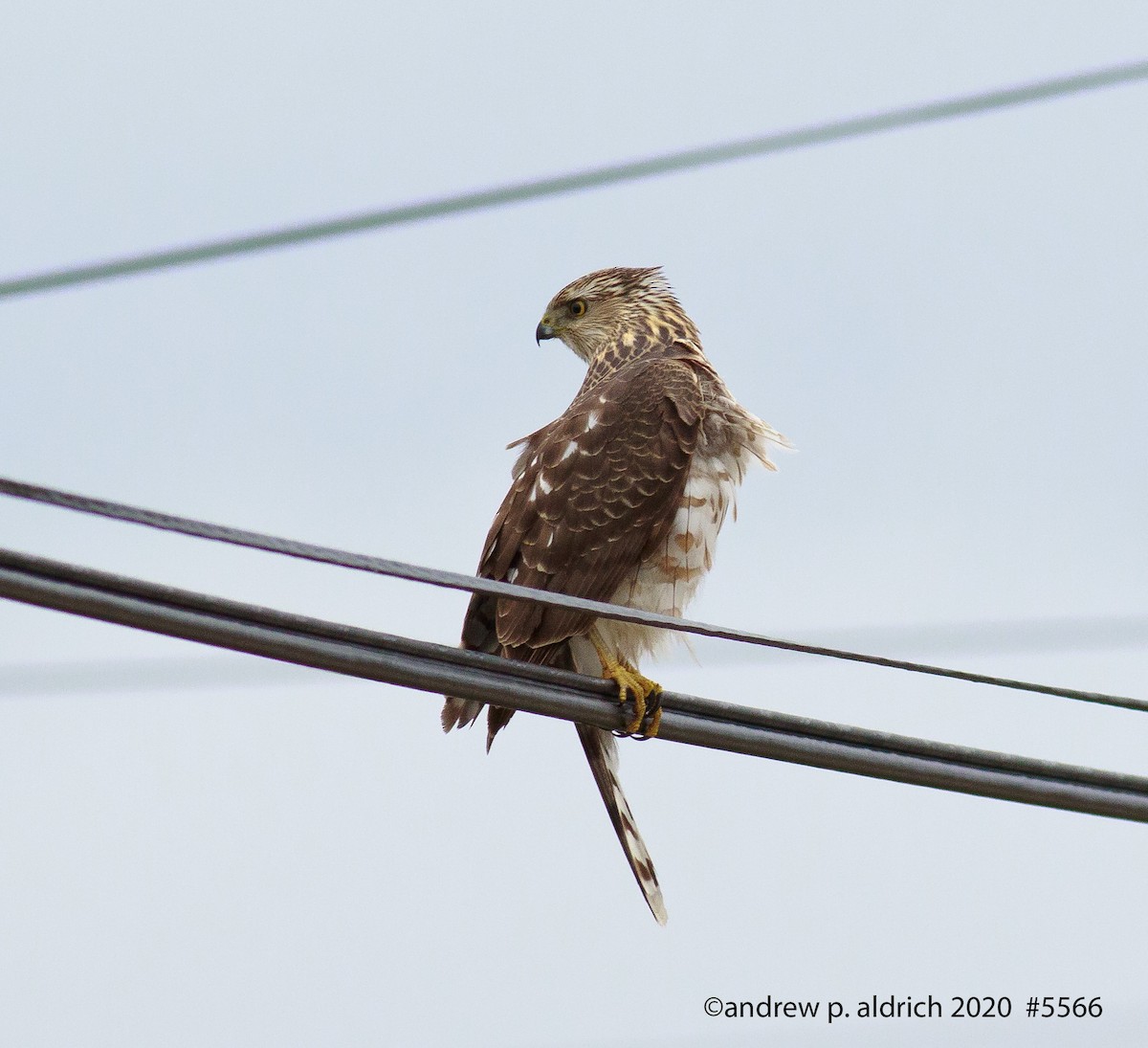 Cooper's Hawk - andrew aldrich