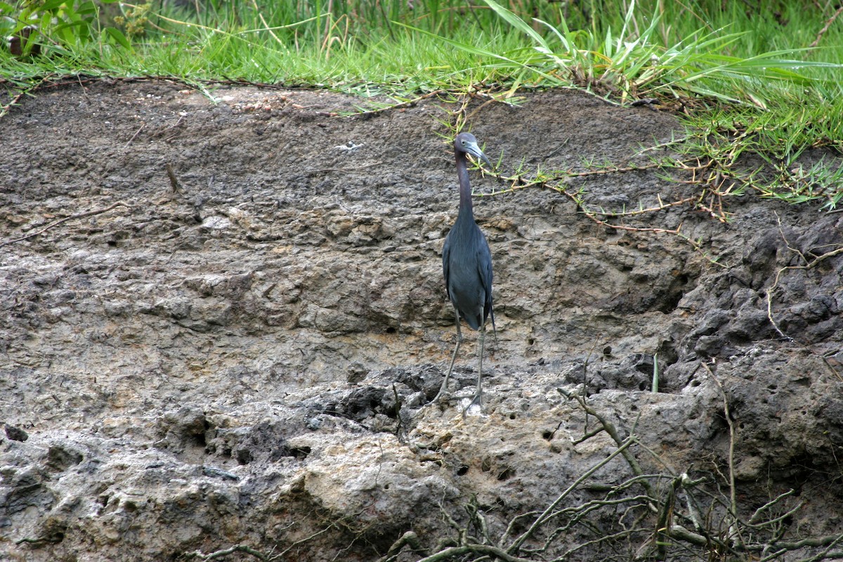 Little Blue Heron - ML232126241