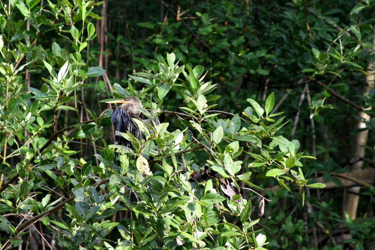 Anhinga Americana - ML232126521