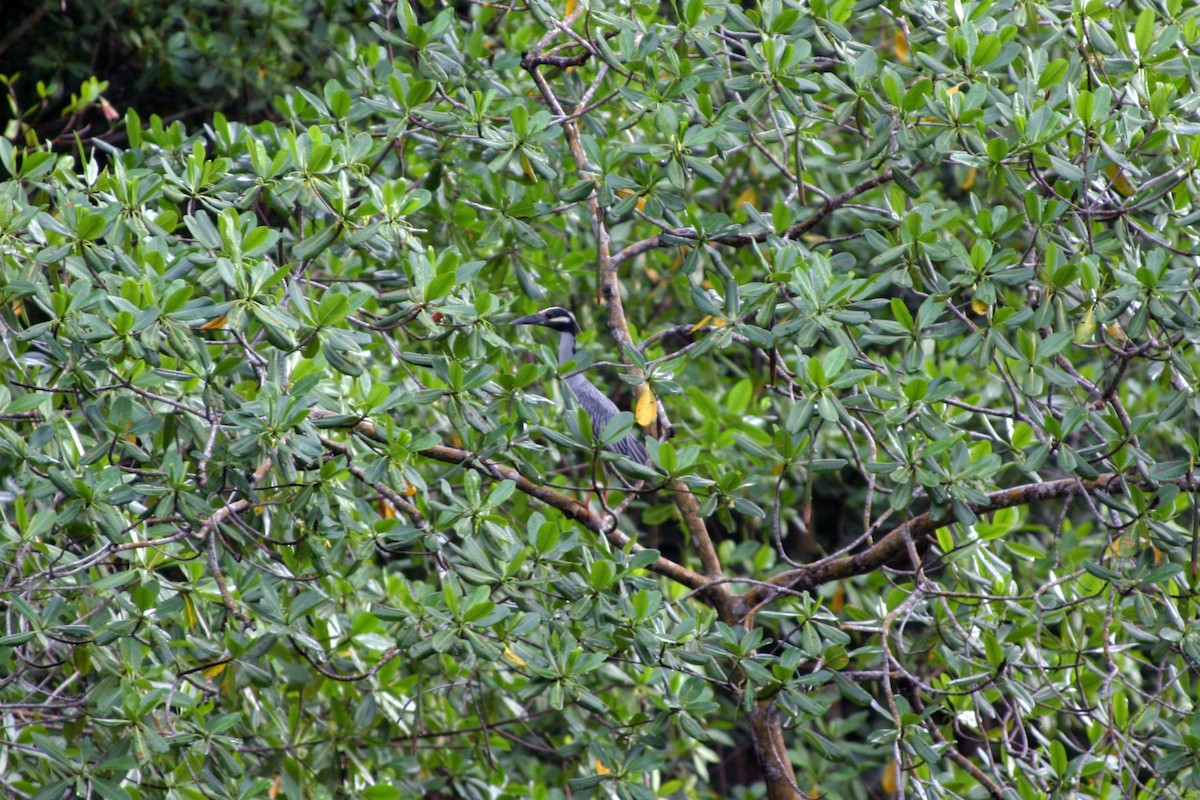 Yellow-crowned Night Heron - ML232126971