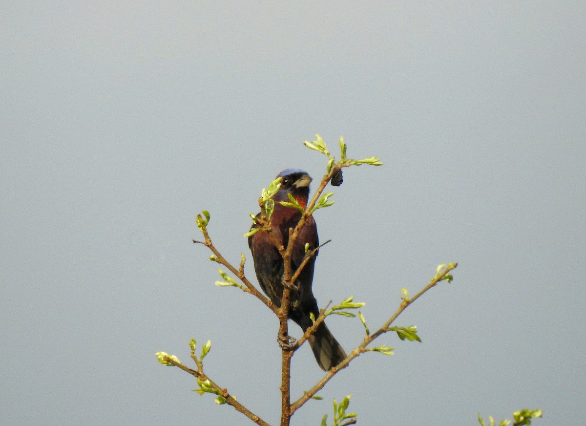 Varied Bunting - ML232127191