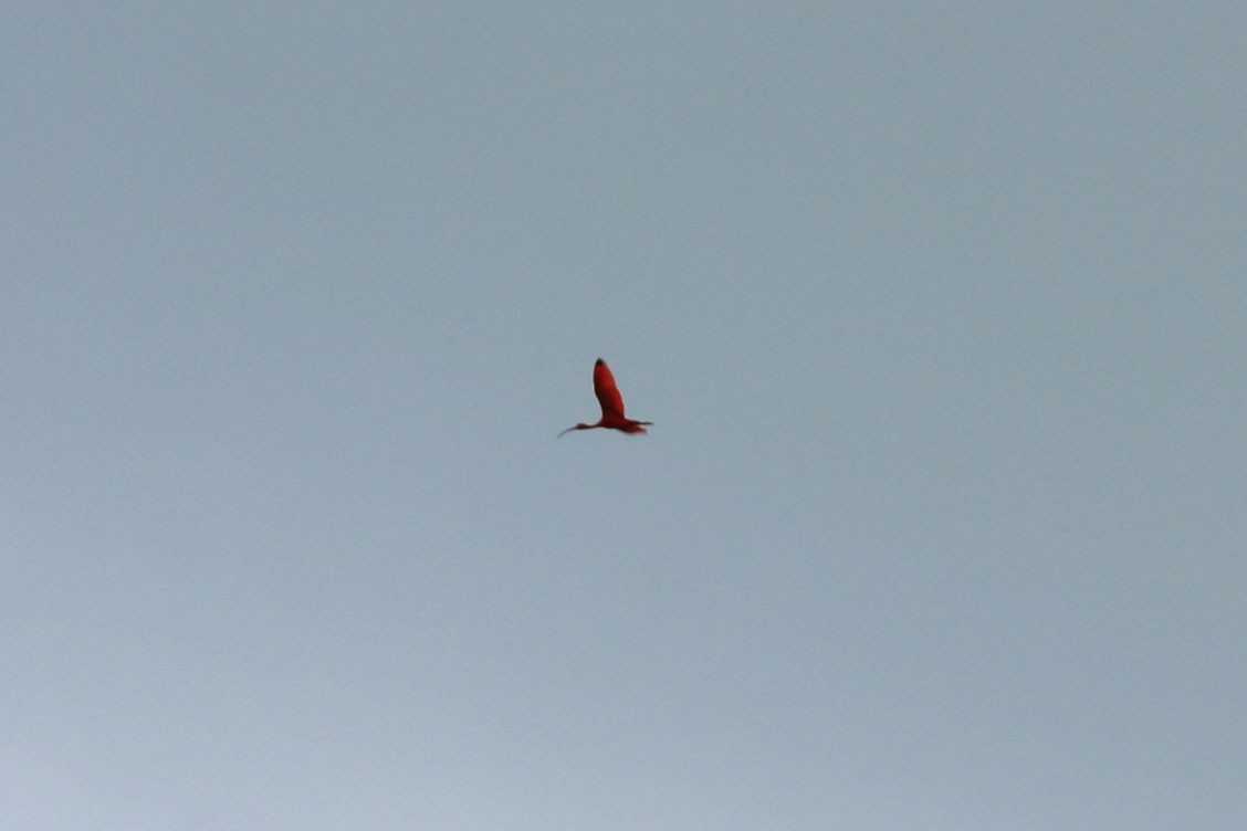 Scarlet Ibis - ML232127511