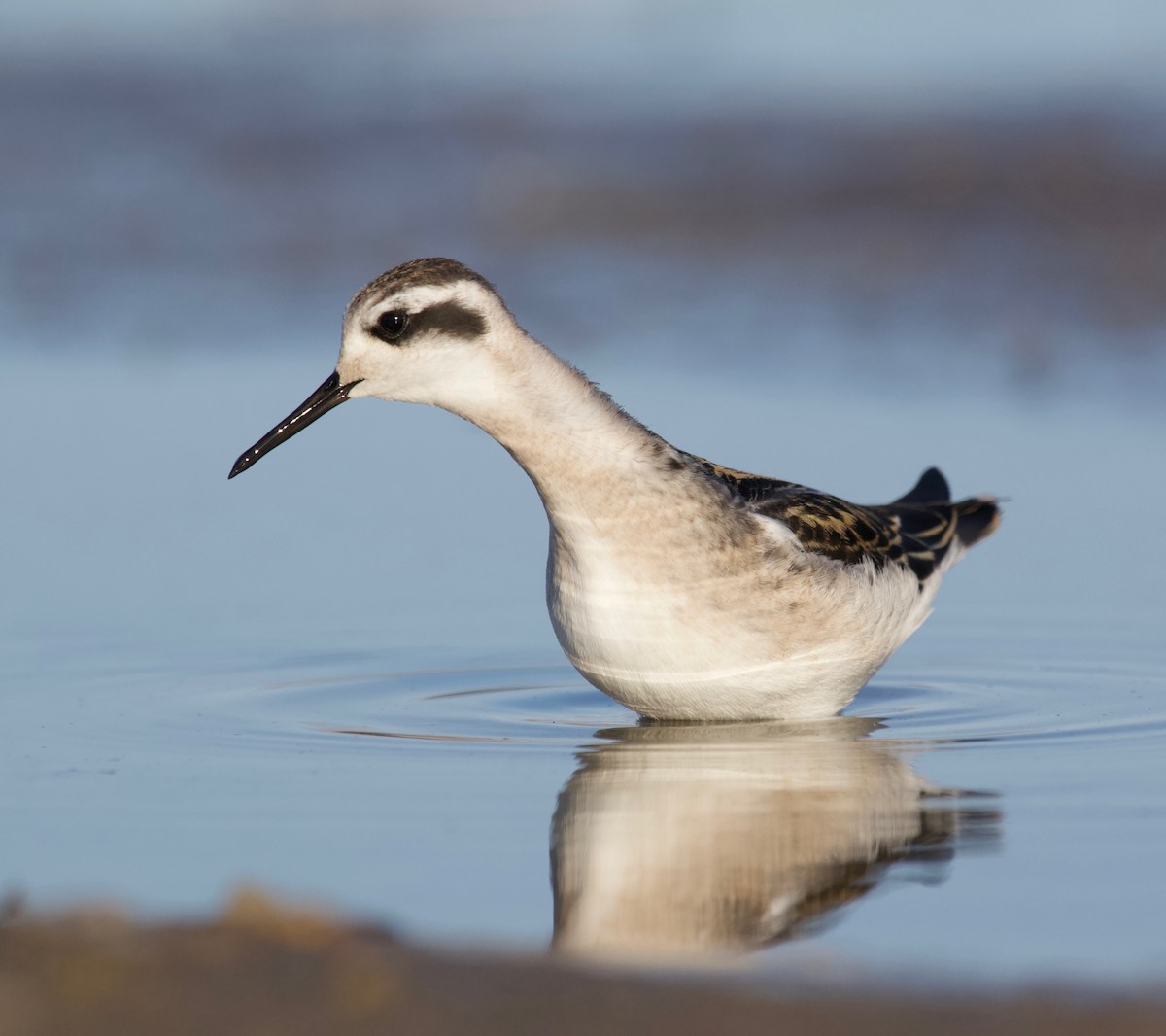 Red-necked Phalarope - ML232127651