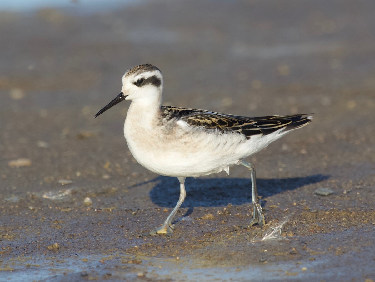 Phalarope à bec étroit - ML232127671