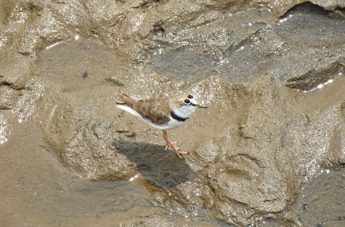 Collared Plover - ML232127981