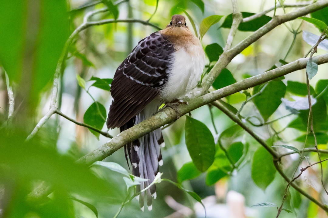 Pavonine Cuckoo - ML232128051