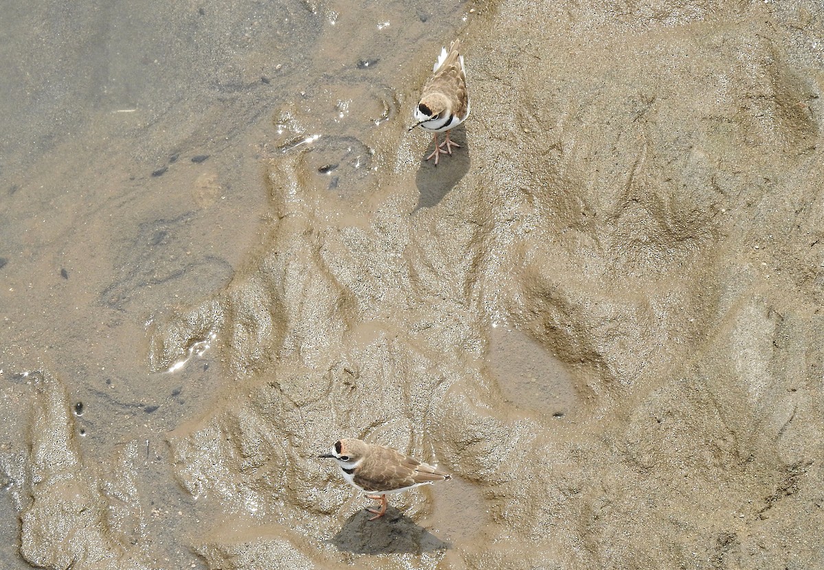 Collared Plover - ML232128111