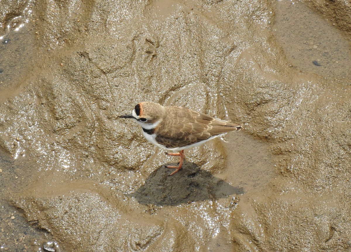 Collared Plover - ML232128131