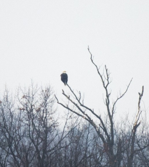 Bald Eagle - ML23212831