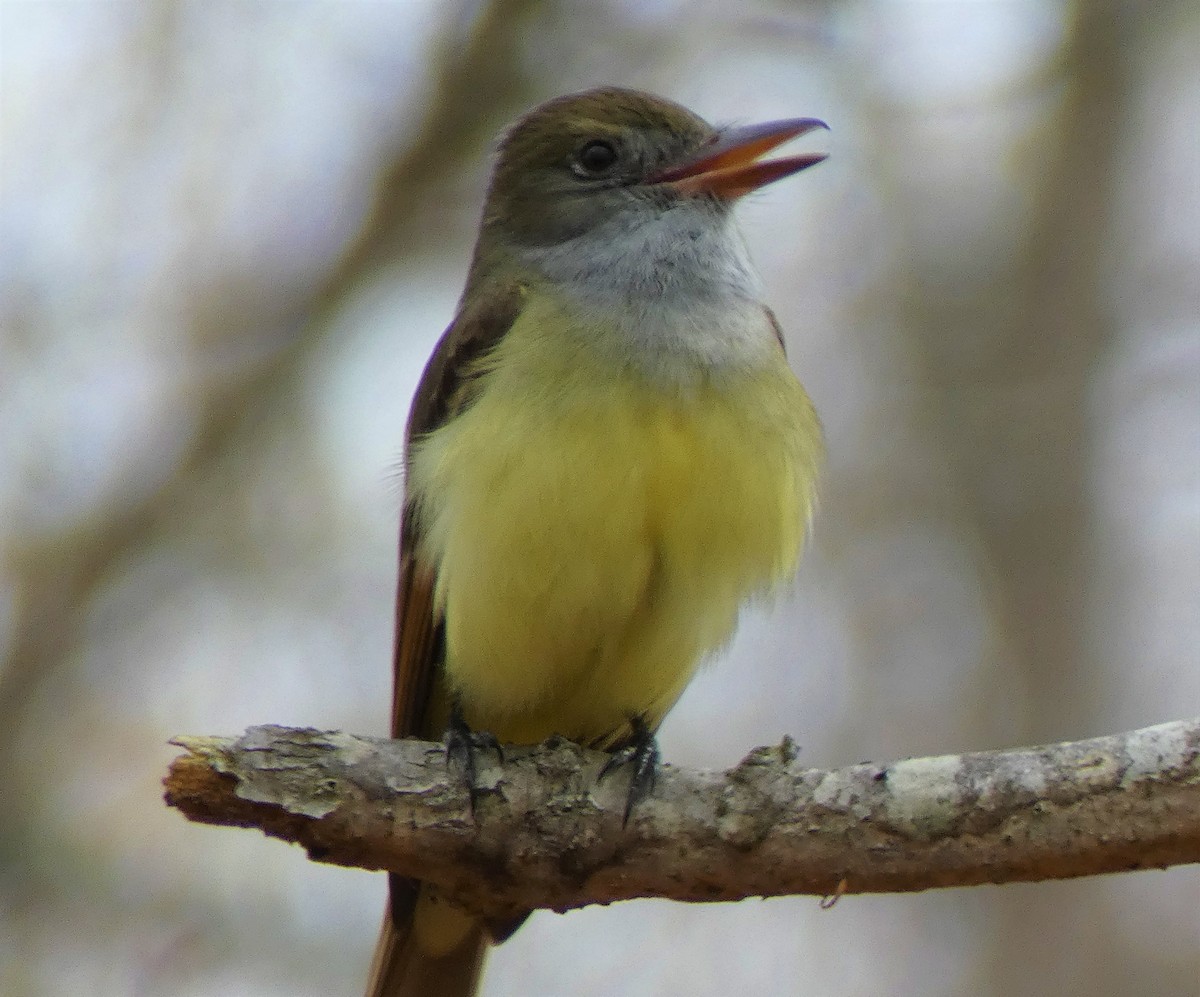 Great Crested Flycatcher - ML232128851