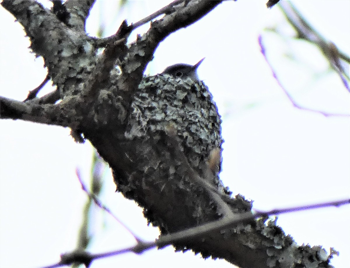 Blue-gray Gnatcatcher - ML232129751