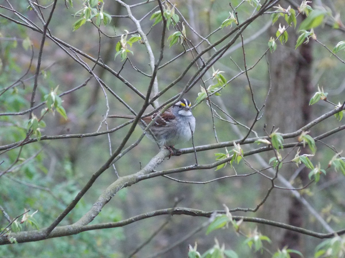 White-throated Sparrow - Nicholas Daley