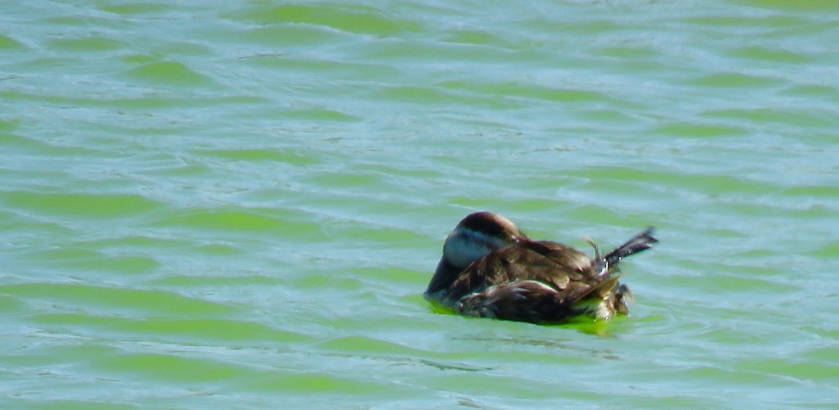 Ruddy Duck - ML232131011