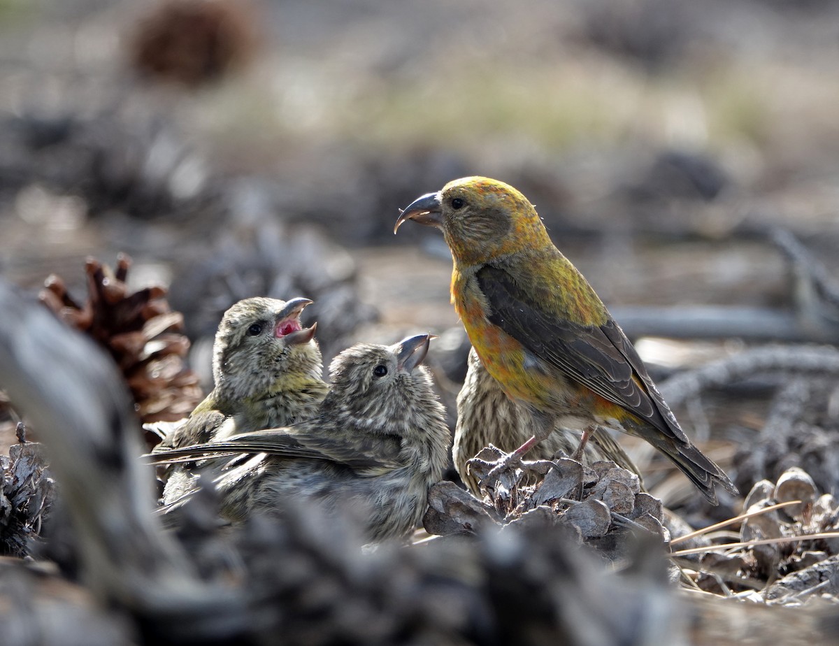 Red Crossbill - Kadi Franson