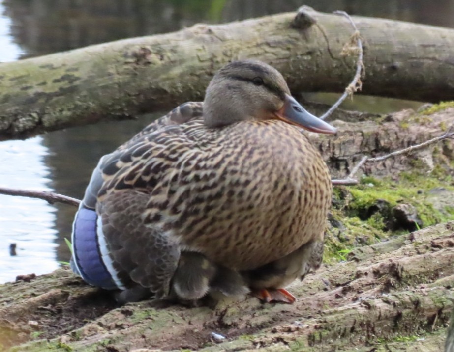 Canard colvert - ML232132111