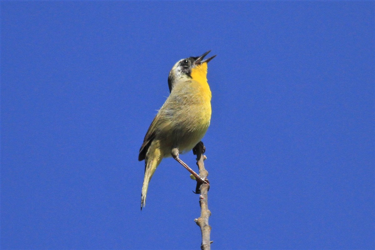 Common Yellowthroat - ML232132921