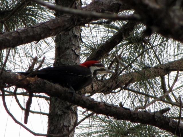 Pileated Woodpecker - ML23213381