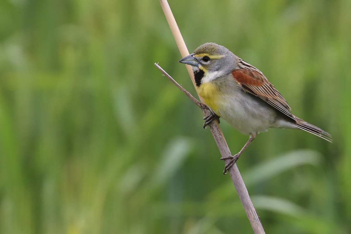 Dickcissel - Martina Nordstrand