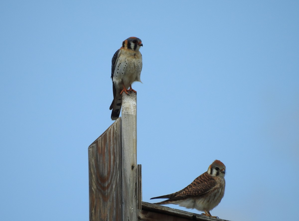 American Kestrel - ML232134601