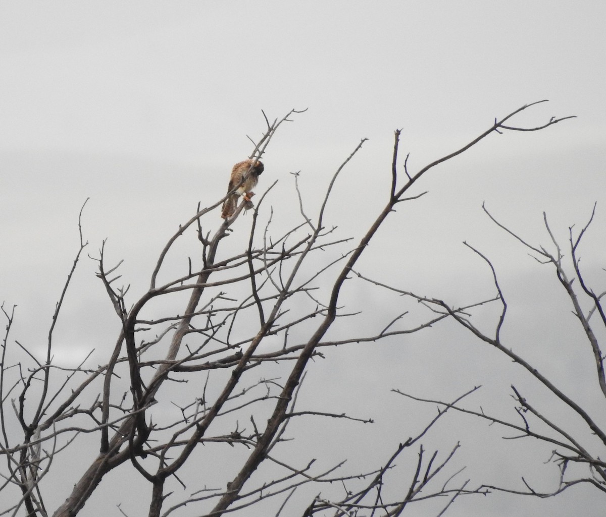 American Kestrel - ML232134651