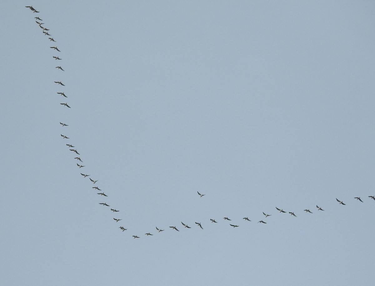 Gaviota Pipizcan - ML232137081