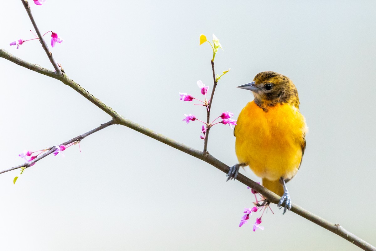 Oriole de Baltimore - ML232143841