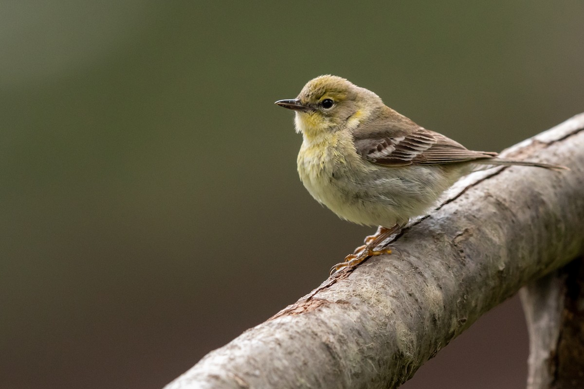 Pine Warbler - ML232143871