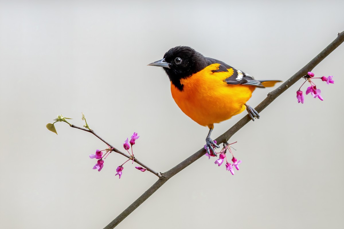 Baltimore Oriole - Brad Imhoff