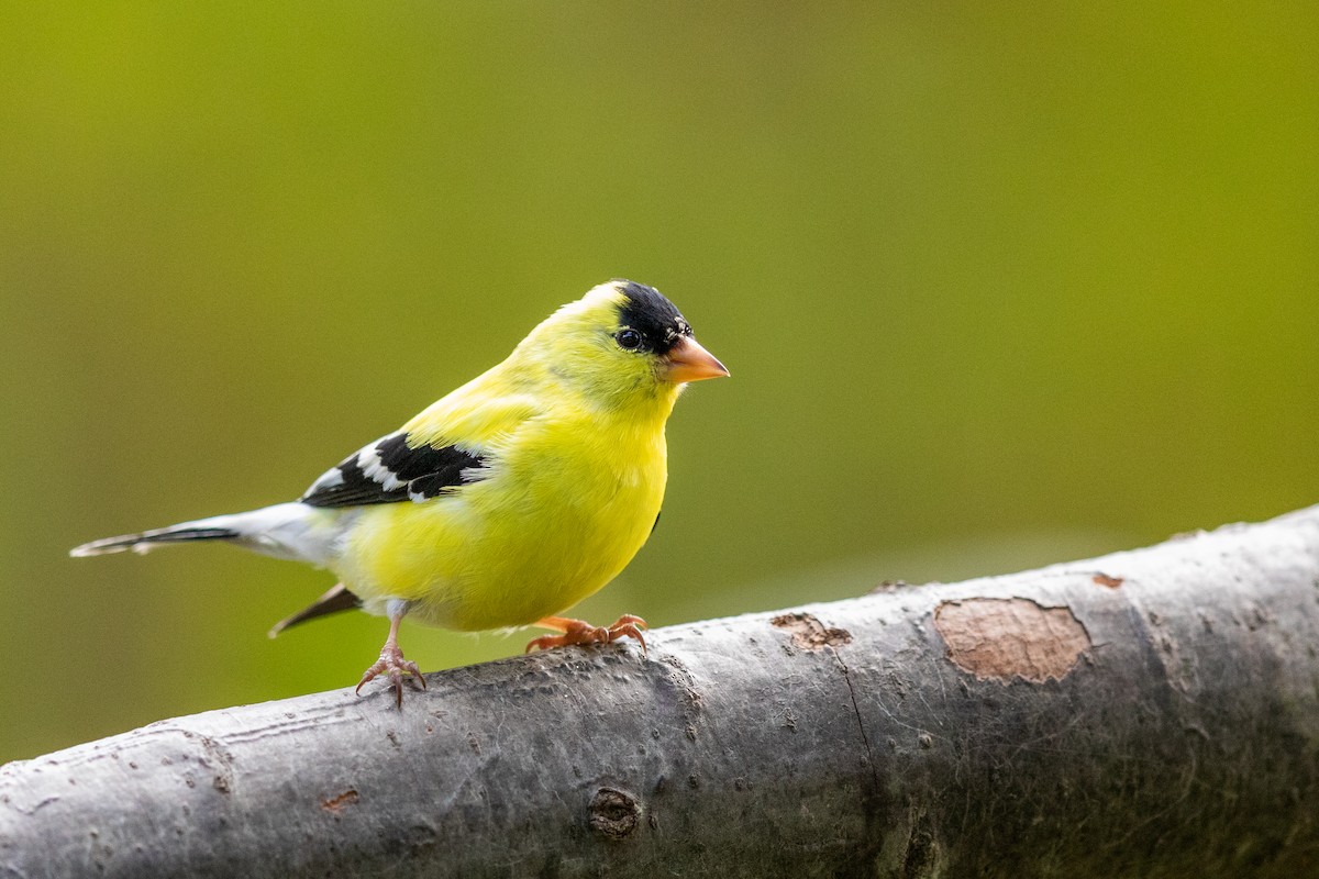 American Goldfinch - Brad Imhoff