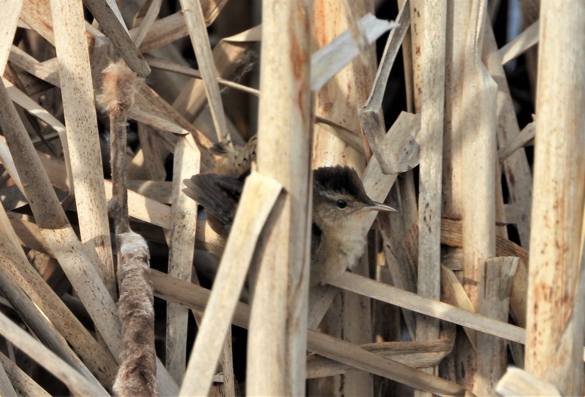 Marsh Wren - ML232144331