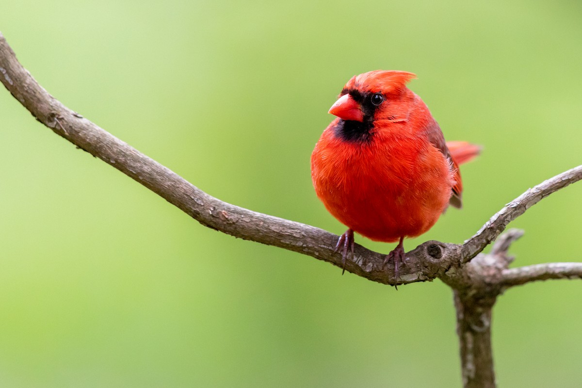 Northern Cardinal - Brad Imhoff