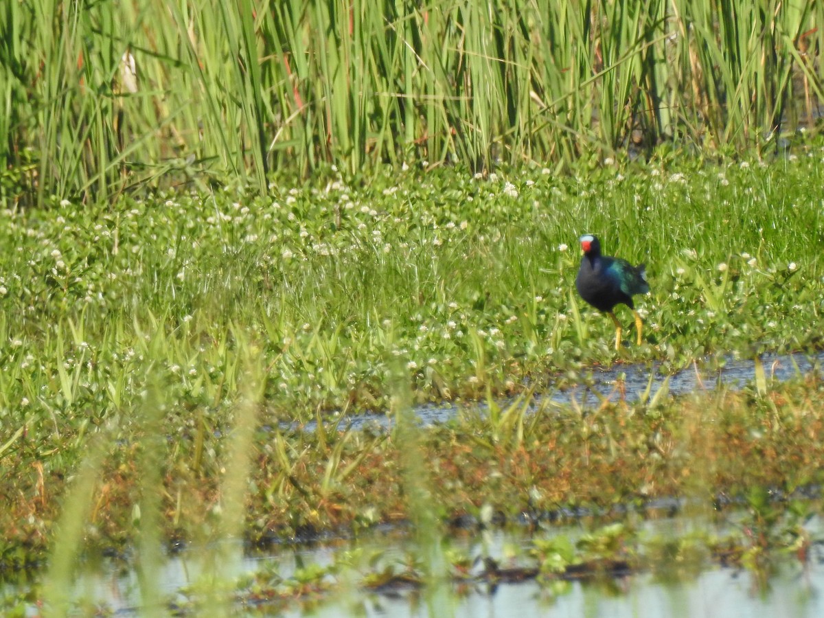 Purple Gallinule - ML232144901