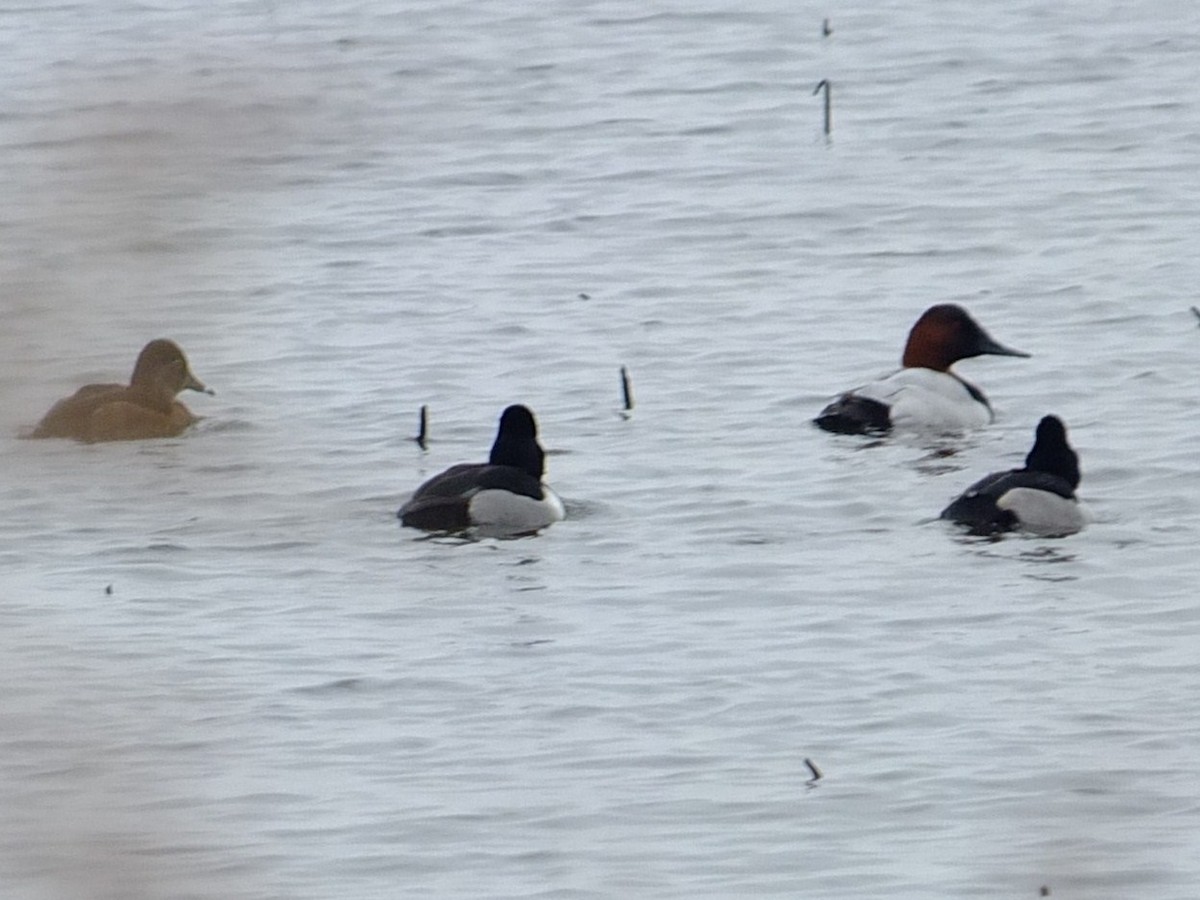 Canvasback - ML23214621