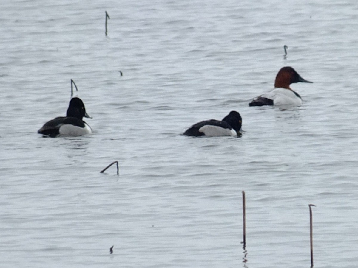 Canvasback - Martin Harrison