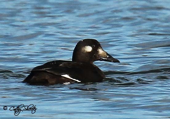 White-winged Scoter - ML232147471