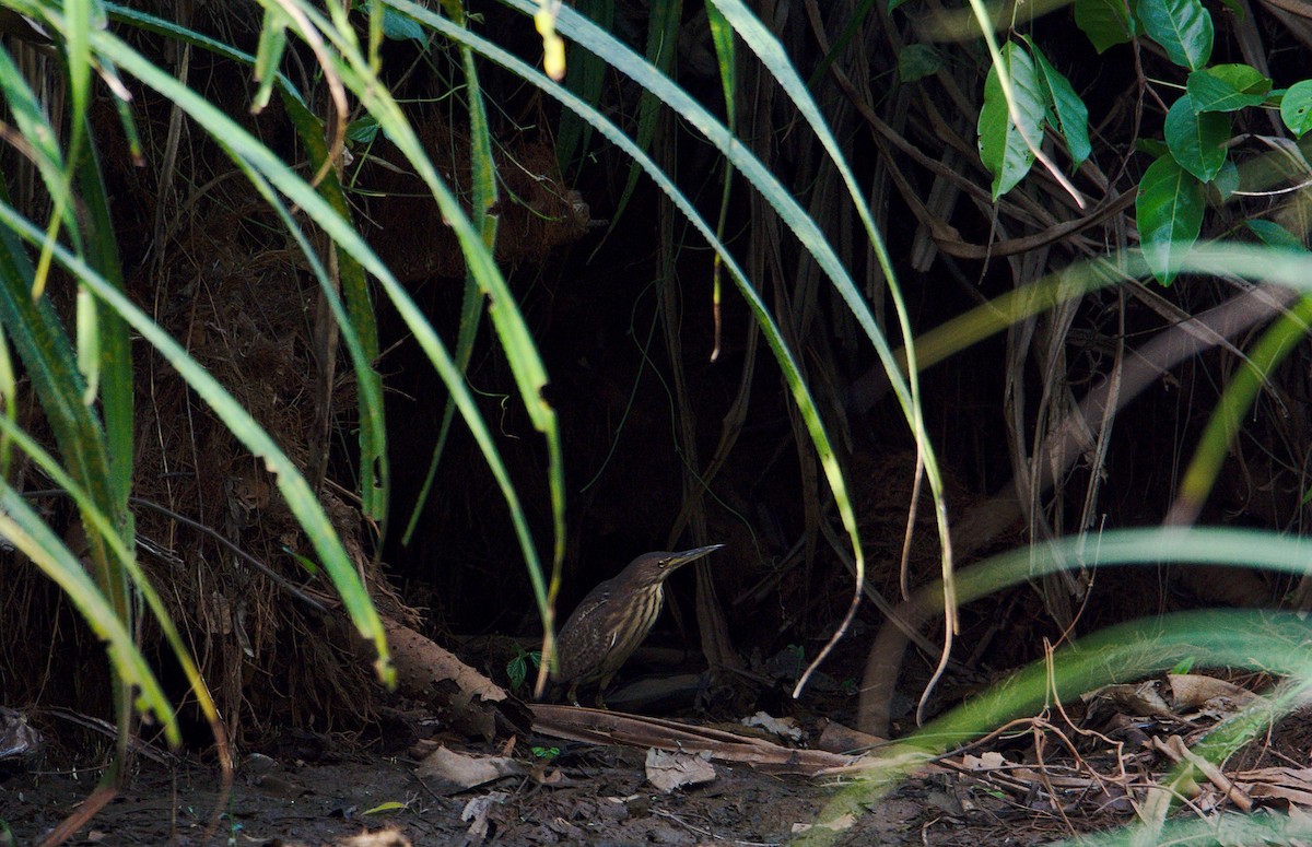 Cinnamon Bittern - ML232150361