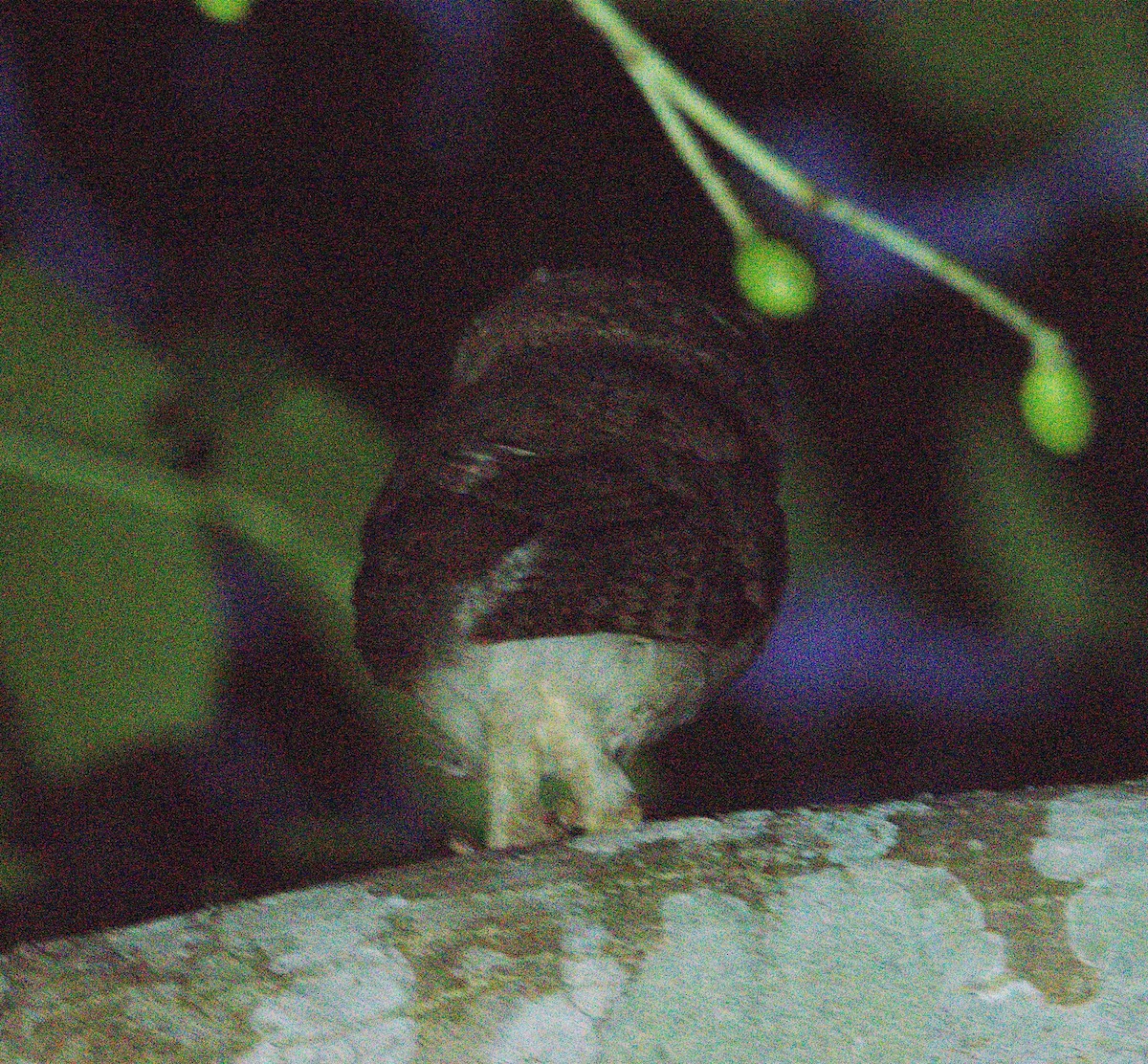 Indian Scops-Owl - ML232150411