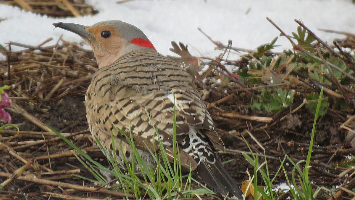 Northern Flicker - ML232152661