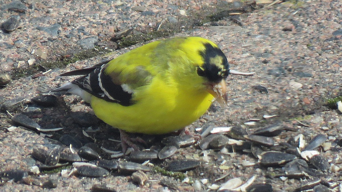 American Goldfinch - Philip Taylor