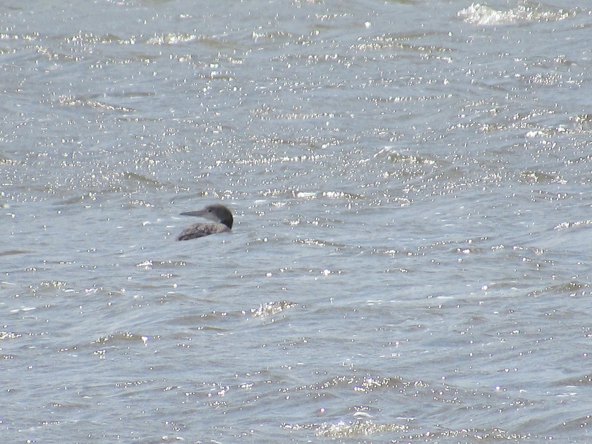 Common Loon - ML232153661