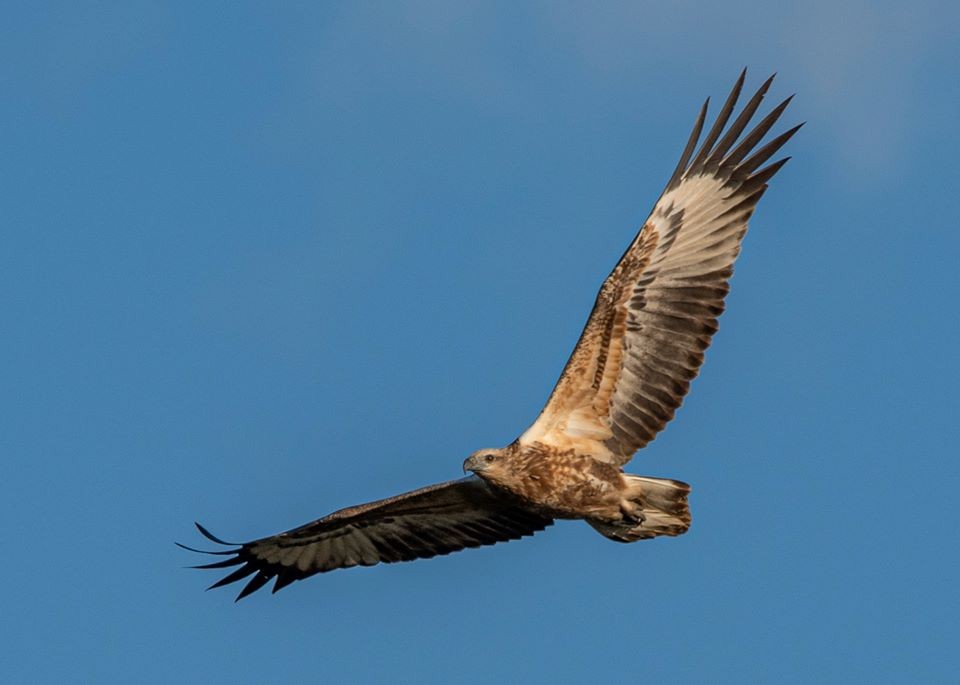 White-bellied Sea-Eagle - ML232153991