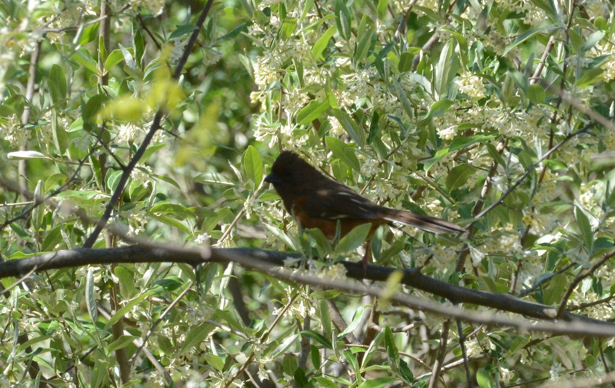 Eastern Towhee - Bill Telfair