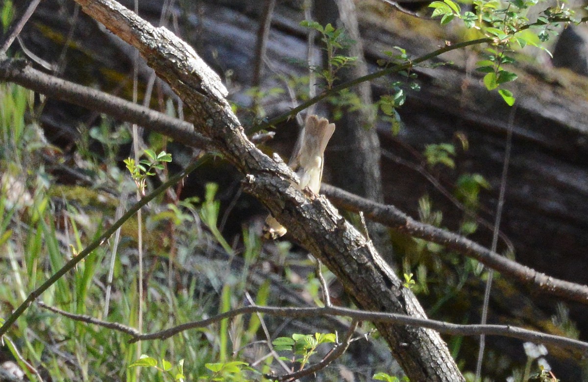 Worm-eating Warbler - ML232155771