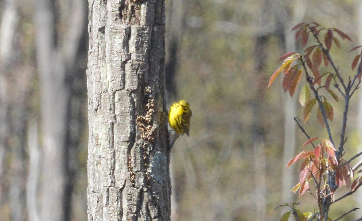 Prairie Warbler - Bill Telfair