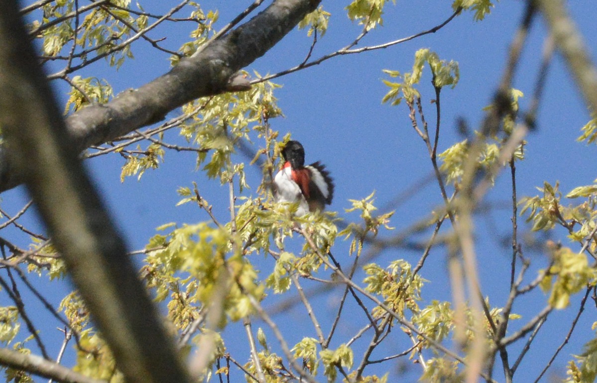 Rose-breasted Grosbeak - Bill Telfair