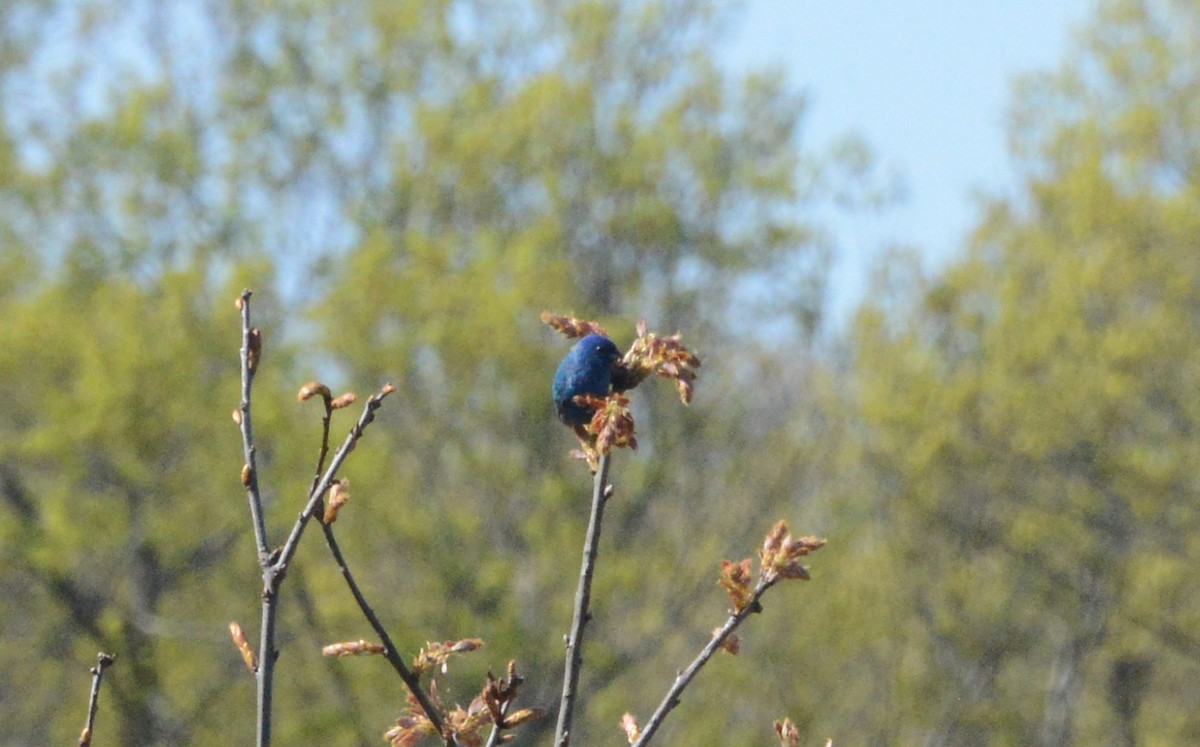 Indigo Bunting - Bill Telfair