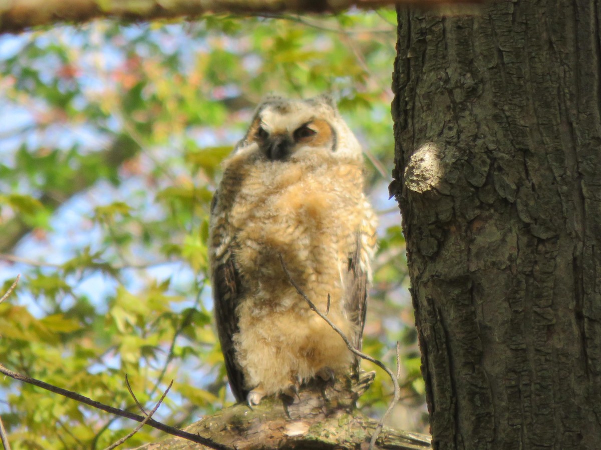 Great Horned Owl - Mike Smith