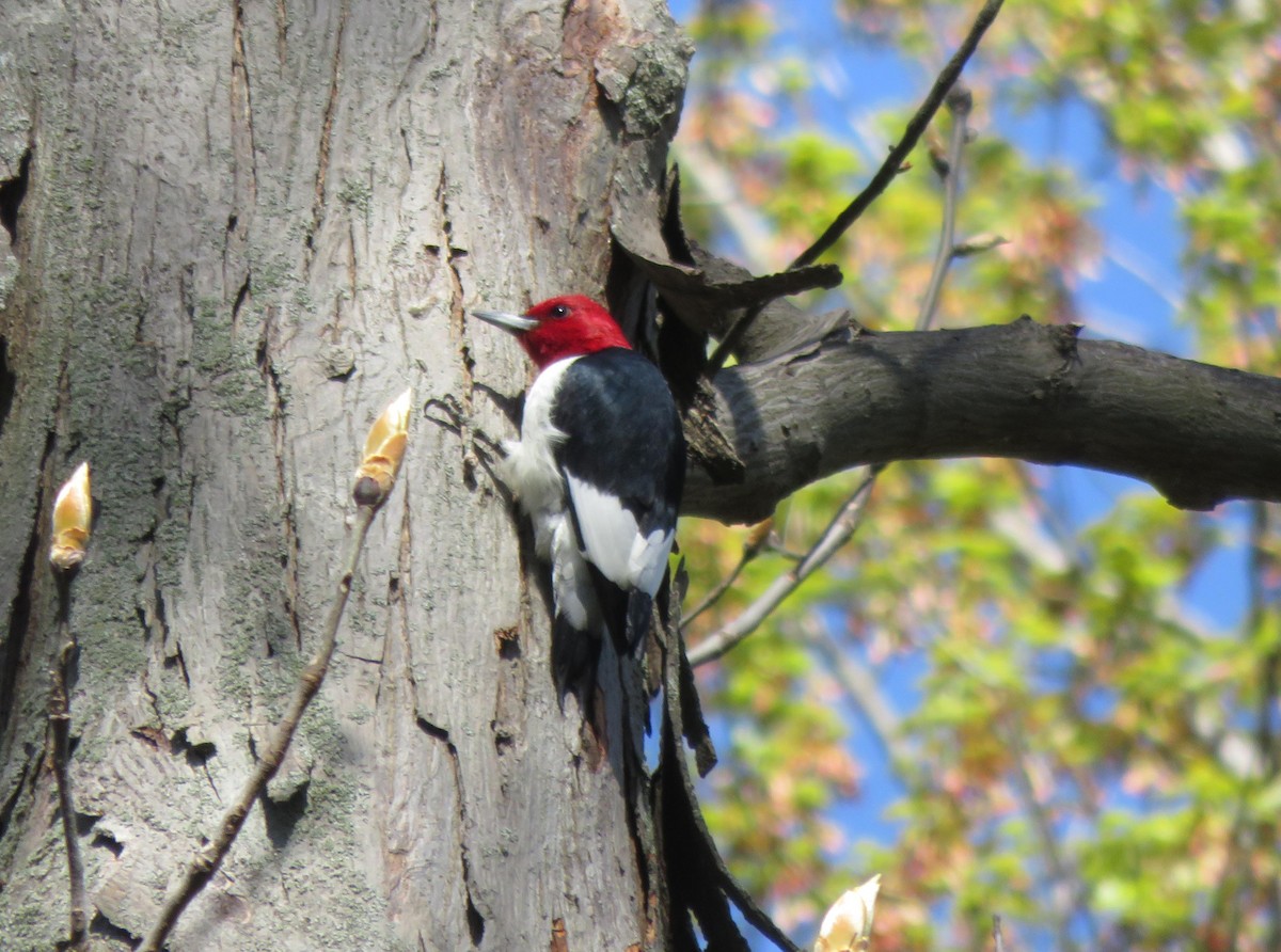 Red-headed Woodpecker - Mike Smith